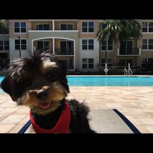 Meet your Posher, Sasha